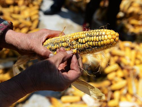 Nấm Aflatoxin gây ung thư gan - 2 nguy cơ tiềm ẩn 1 Nấm Aflatoxin Gây Ung Thư Gan - Nguy Cơ Tiềm Ẩn Từ Môi Trường và Thực Phẩm