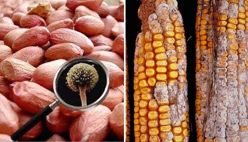 Nấm Aflatoxin gây ung thư gan - 2 nguy cơ tiềm ẩn 3 Nấm Aflatoxin Gây Ung Thư Gan - Nguy Cơ Tiềm Ẩn Từ Môi Trường và Thực Phẩm