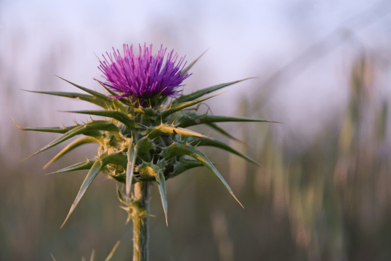 Milk Thistle (1)